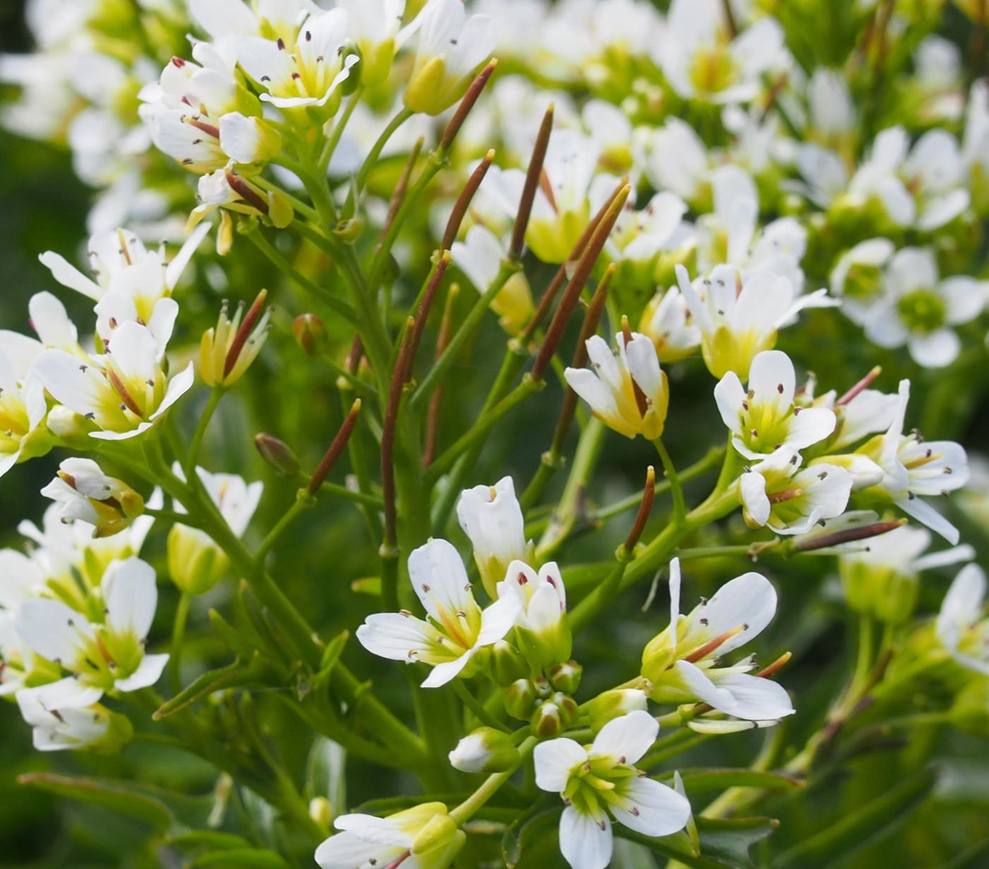 Bittercress, Large fruit